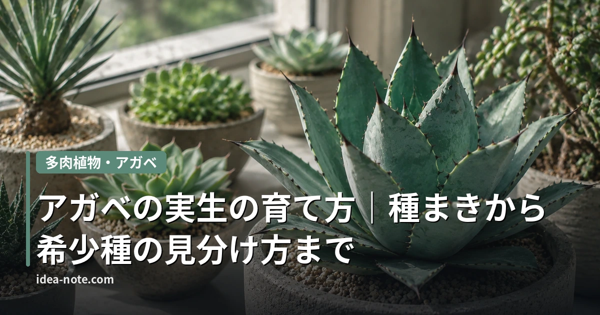 アガベの実生の育て方｜種まきから希少種の見分け方まで