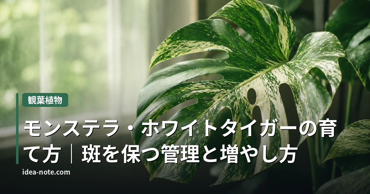 モンステラ・ホワイトタイガーの育て方｜斑を保つ管理と増やし方
