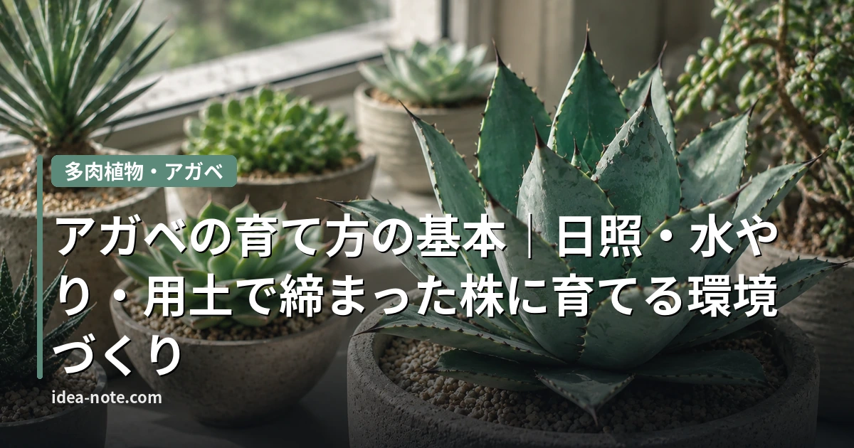 アガベの育て方の基本｜日照・水やり・用土で締まった株に育てる環境づくり