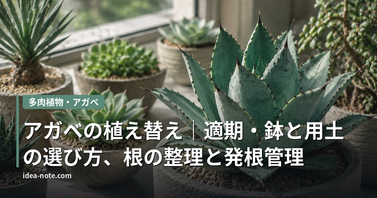 アガベの植え替え｜適期・鉢と用土の選び方、根の整理と発根管理