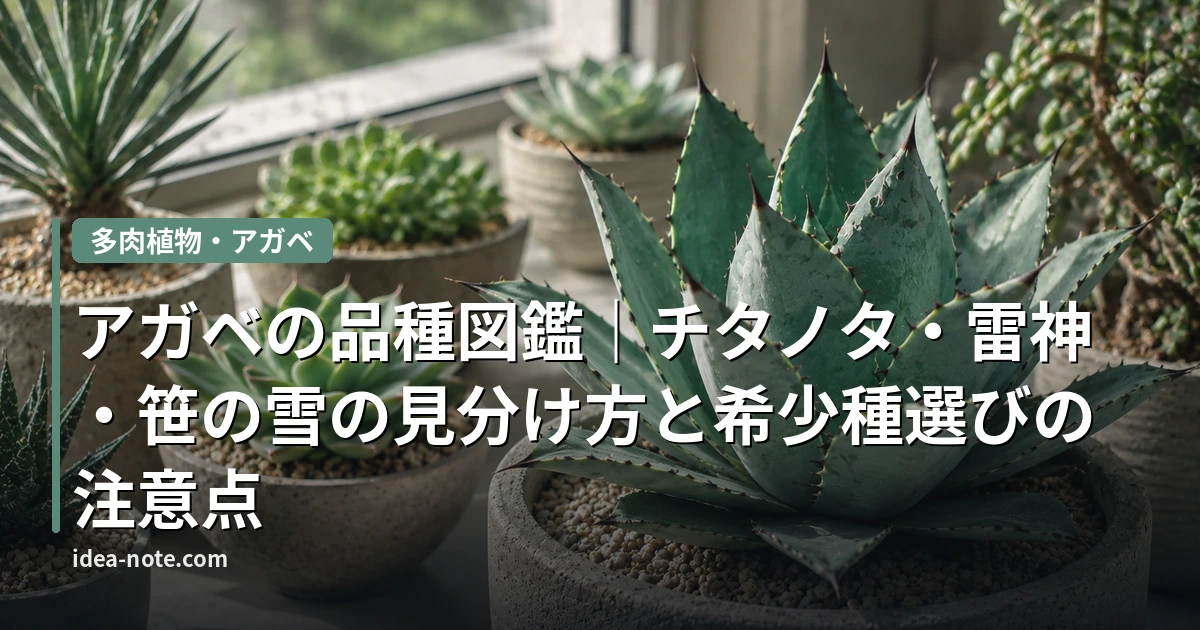 アガベの品種図鑑｜チタノタ・雷神・笹の雪の見分け方と希少種選びの注意点