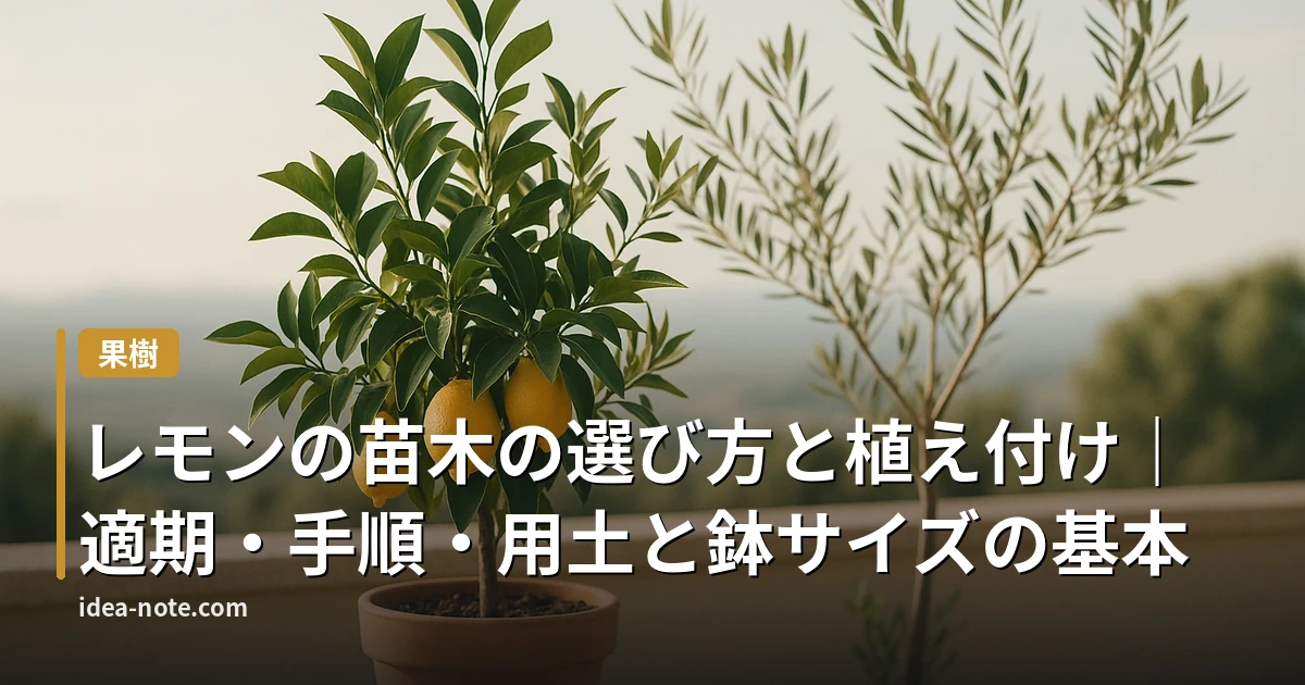 レモンの苗木の選び方と植え付け｜適期・手順・用土と鉢サイズの基本