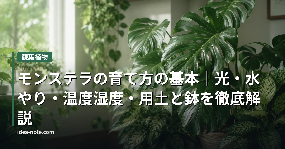 モンステラの育て方の基本｜光・水やり・温度湿度・用土と鉢を徹底解説