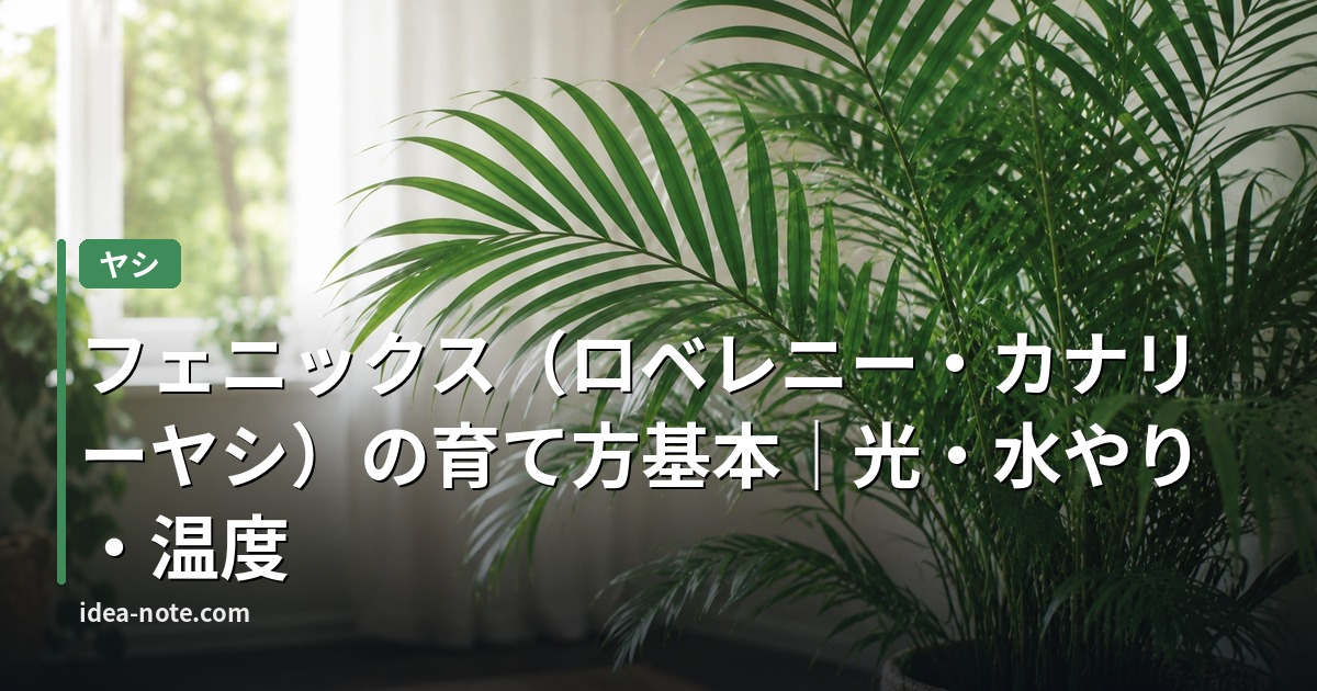 フェニックス（ロベレニー・カナリーヤシ）の育て方基本｜光・水やり・温度