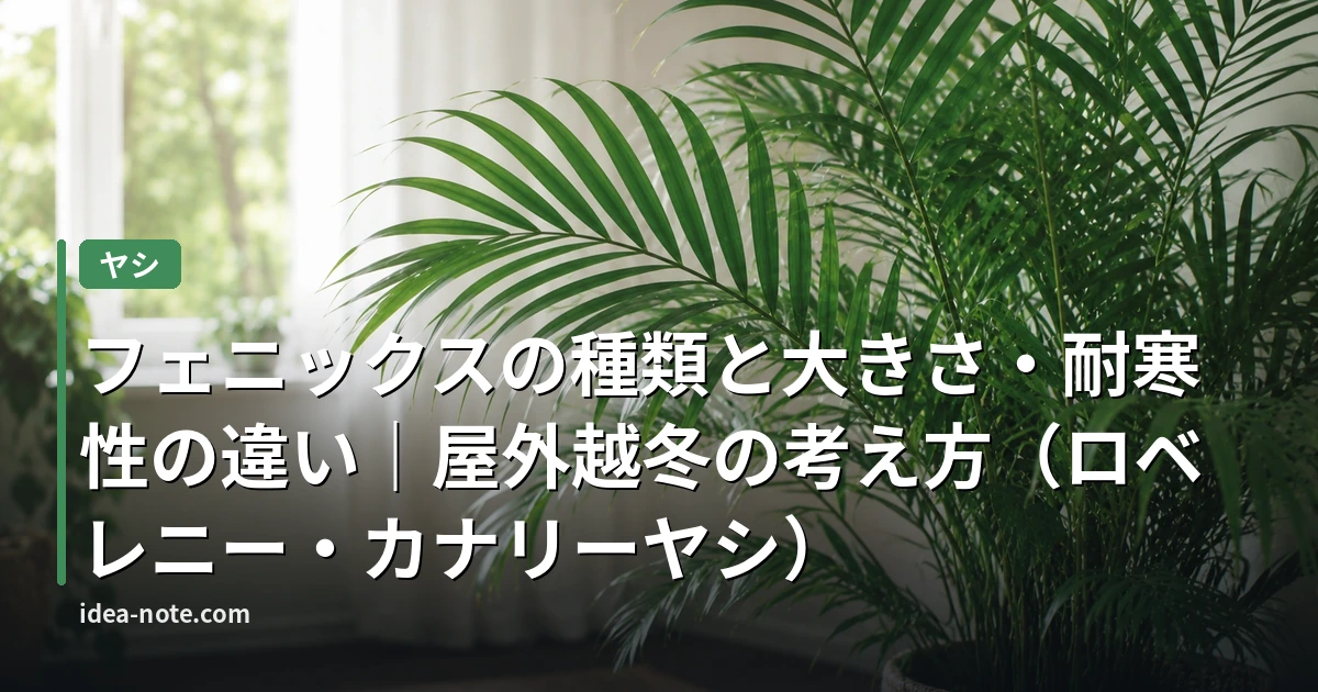 フェニックスの種類と大きさ・耐寒性の違い｜屋外越冬の考え方（ロベレニー・カナリーヤシ）